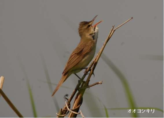 オオヨシキリの画像