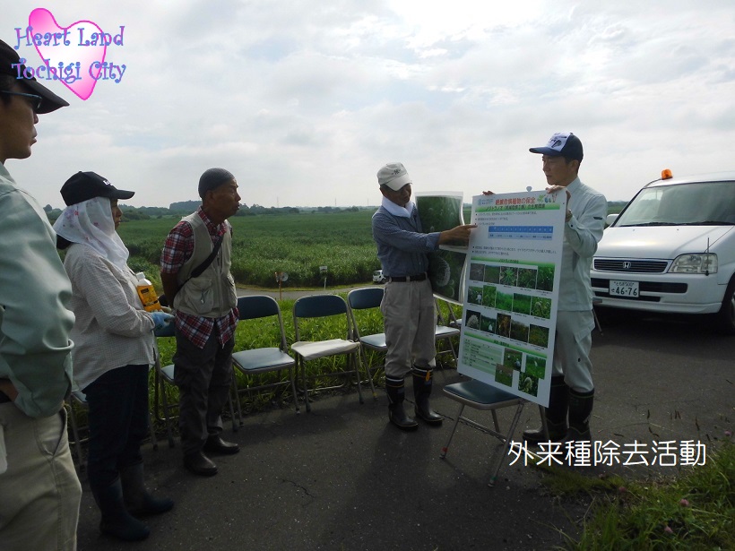 外来種除去活動の画像1