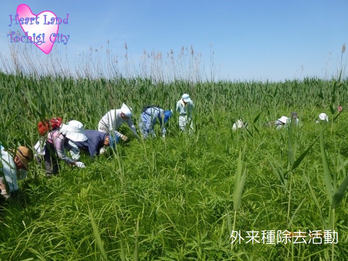 外来種除去活動の画像2