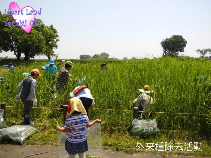 外来種除去活動の画像3