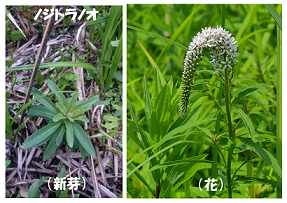 ノジトラノオの新芽と花の画像