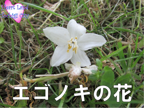 エゴノキの花の画像