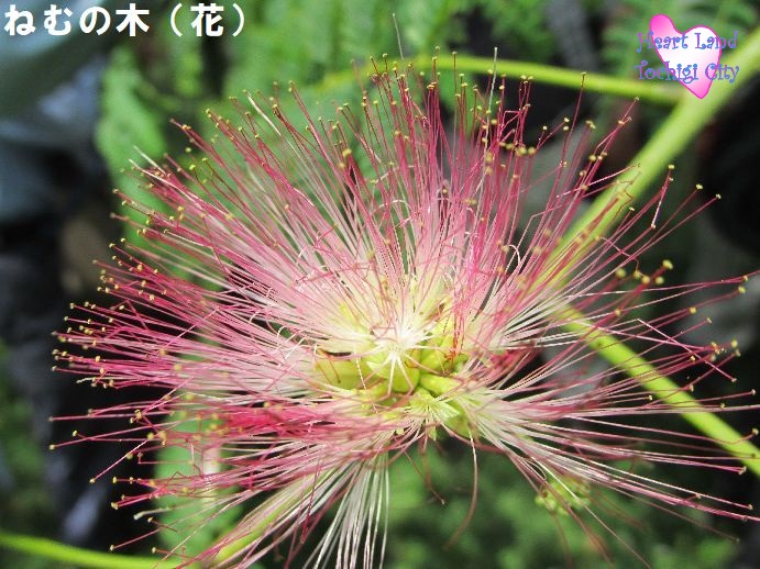 ねむの木（花）の画像