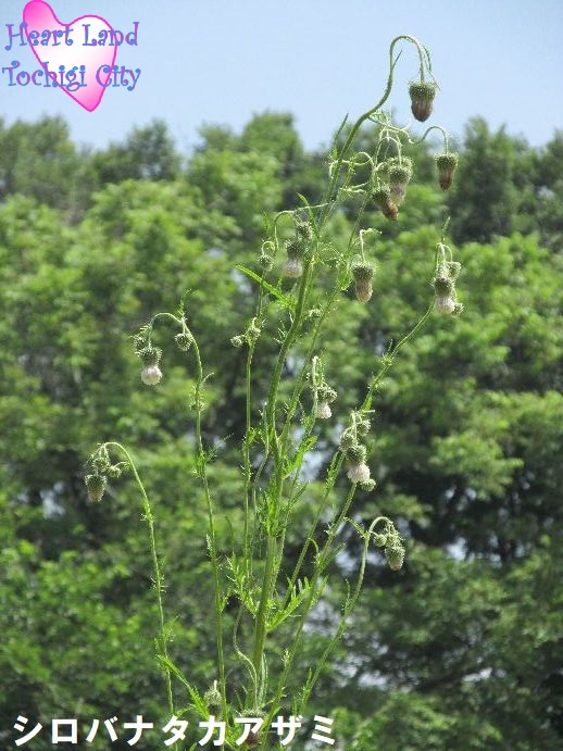 シロバナタカアザミの画像