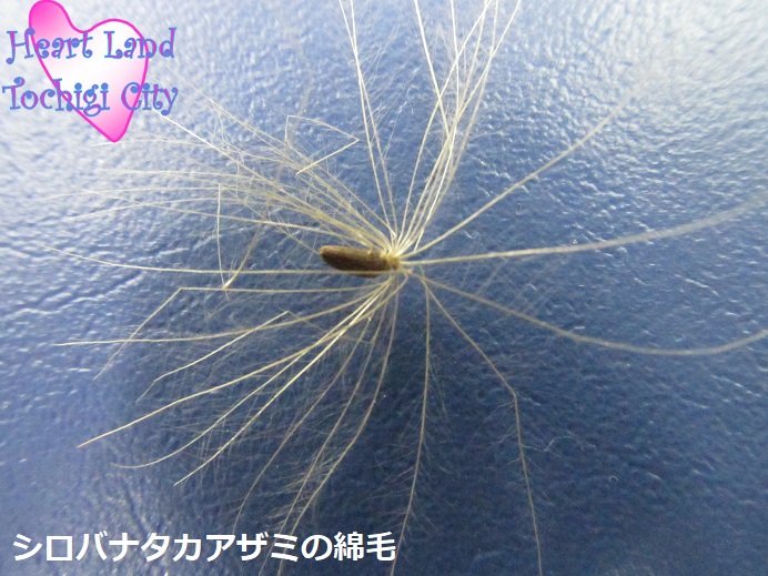 シロバナタカアザミの綿毛の画像