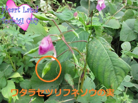 ワタラセツリフネソウの画像