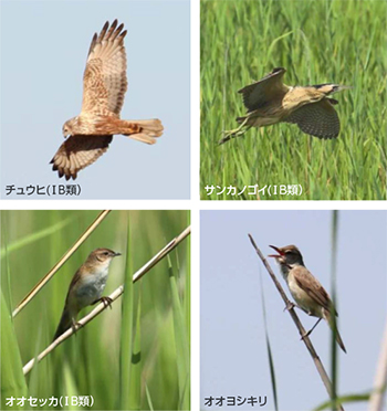 渡良瀬遊水地の野鳥