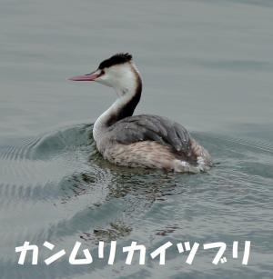 カンムリカイツブリの画像