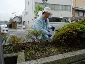 小雨の中道路わきの植え込みの雑草とごみを拾う市長