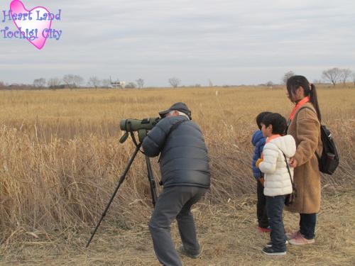 チュウヒのねぐら入り観察会