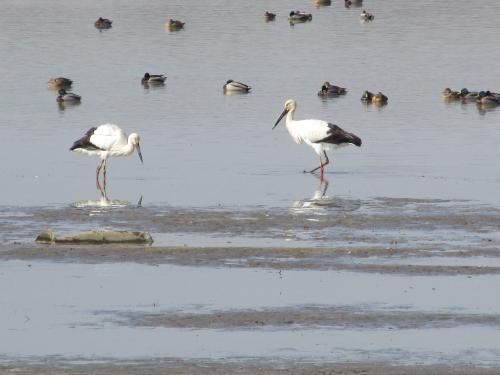 谷中湖コウノトリ