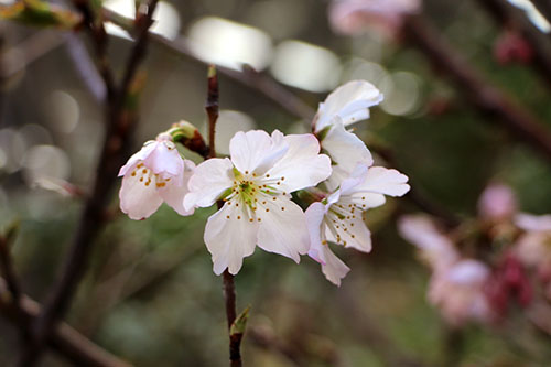 栃農庭園の巴波桜