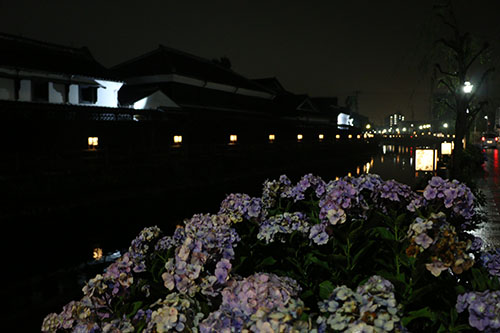 市の花あじさいと巴波川の夜景