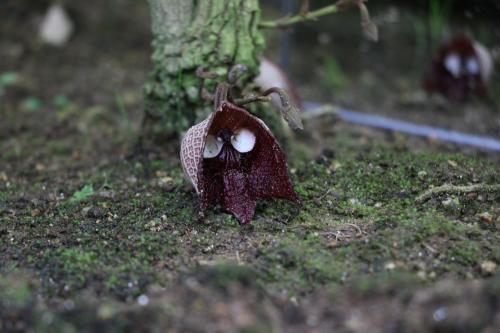 アリストロキア・サルバドレンシスの花