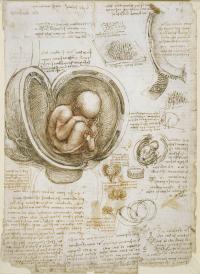 (1)《子宮の中の胎児　ウインザー解剖手稿　198r》（ファクシミリ版）
