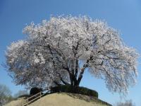 平成23年山桜の画像