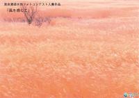 渡良瀬遊水地フォトコンテスト入賞作品「風を感じて」
